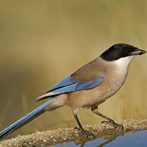 Azure-winged Magpie (Cyanopica cyana) adult, drinking at pool, Northern Spain, july