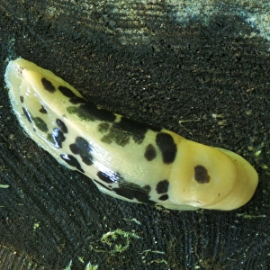 Banana Slug (Ariolimax columbianus) Washington State, USA