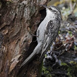 Bar-tailed Treecreeper (Certhia himalayana) adult, foraging on tree stump, Meilixueshan, Yunnan, China, may