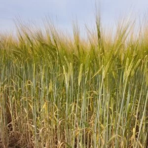 Barley (Hordeum vulgare) crop, ripening in field, near Thurne, The Broads, Norfolk, England, July