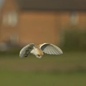 Barn Owl (Tyto alba) adult, in flight, hunting over field at dawn, with house in background, Lincolnshire, England, May