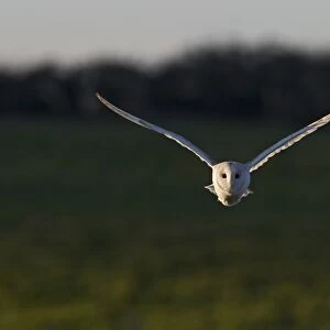 Barn Owl (Tyto alba) adult, in flight, hunting, North Norfolk, England, december