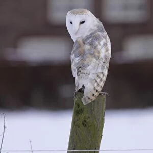 Barn Owl (Tyto alba) adult male, perched on fencepost in snow, with cottage in background, North Yorkshire, England
