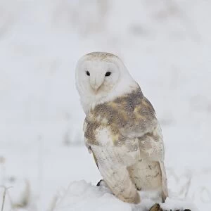 Barn Owl (Tyto alba) adult, perched on snow covered stump, Suffolk, England, March (captive)