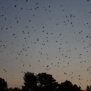 Barn Swallow (Hirundo rustica) flock, in flight over winter winter roost site in reedbed at sunset, Newcastle, KwaZulu-Natal, South Africa