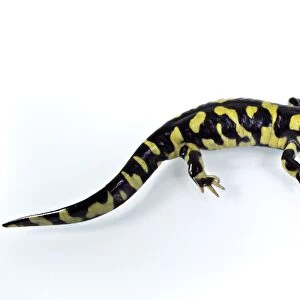 Mole Salamanders Collection: Barred Tiger Salamander