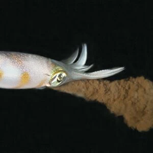 Bigfin Reef Squid (Sepioteuthis lessoniana) adult, ejecting ink at night, Lembeh Straits, Sulawesi, Sunda Islands