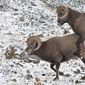 Bighorn Sheep (Ovis canadensis) two adult males, mounting behaviour in snow, Jasper N. P. Alberta, Canada, october