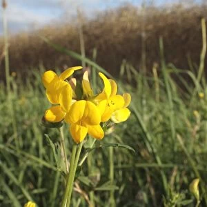 Bird s-foot Trefoil (Lotus corniculatus) flowering, growing in headland set-a-side strip beside arable field, Bacton