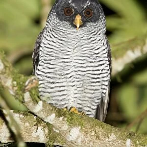 Black-and-white Owl (Strix nigrolineata) adult, roosting on branch in montane rainforest at night, Sachatamia, Andes