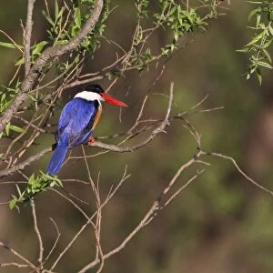 Kingfishers Photographic Print Collection: Black Capped Kingfisher