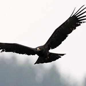 Black Eagle (Ictinaetus malayensis) sub-adult, calling, in flight, Sinharaja Forest N. P. Sri Lanka, december