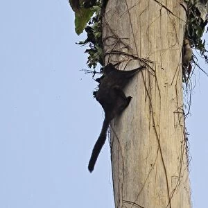 Black Flying Squirrel (Aeromys tephromelas) adult, climbing up tree trunk in day, Taman Negara N. P