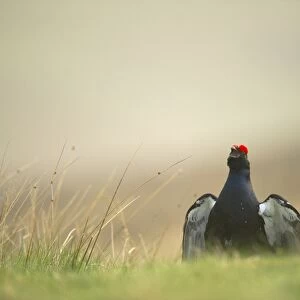 Black Grouse (Tetrao tetrix) adult male, displaying on open moorland at dawn, Scotland, april