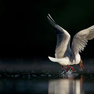 Black-headed Gull (Larus ridibundus) adult, summer plumage, in flight, hovering over lake, picking up dead fish from surface of water, Derbyshire, England, june