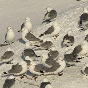 Black-legged Kittiwake (Rissa tridactyla) adults, flock roosting and preening at colony in snow, Hornoi island, Norway