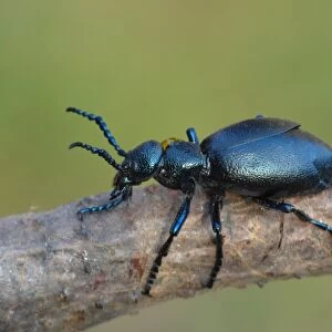 Black Oil Beetle (Meloe proscarabaeus) adult male, resting on twig, Cannobina Valley, Italian Alps, Piedmont, Italy