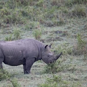Black Rhinoceros (Diceros bicornis) adult, browsing, Lake Nakuru N. P. Great Rift Valley, Kenya, August