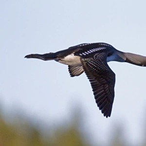 Black-throated Diver (Gavia arctica) adult, summer plumage, in flight, Finland, june