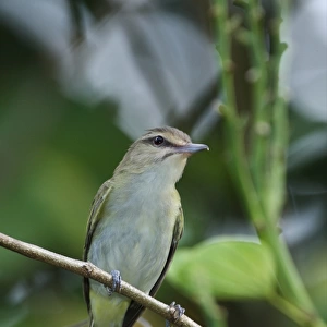 Vireos And Relatives Cushion Collection: Jamaican Vireo