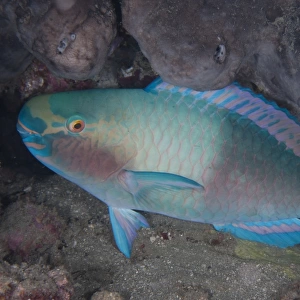 Bleekers Parrotfish (Chlorurus bleekeri) adult, in reef at night, Tutuntute, Wetar Island, Barat Daya Islands