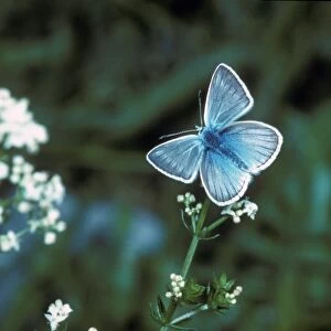 Blue Damon Butterfly (Agrodiaetus damon) Male / Alpes de Haute Provence