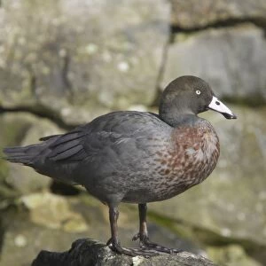 Blue Duck (Hymenolaimus malacorhynchus) adult, standing on rock, Arundel W. W. T. (captive)