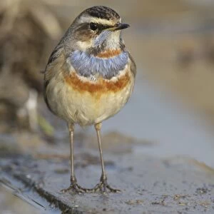 Bluethroat (Luscinia svecica) adult male, standing beside water, Long Valley, New Territories, Hong Kong, China