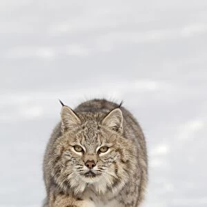 Bobcat (Lynx rufus) adult, walking in snow, Montana, U. S. A. january (captive)