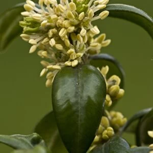 Box (Buxus sempervirens) close-up of male flowers with large stamens