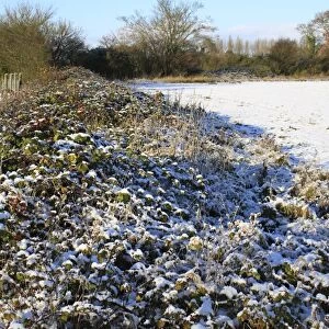 Bramble (Rubus fruticosus) snow covered patch, growing in hedgerow at edge of arable field, Bacton, Suffolk, England