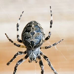 Bridge Spider (Larinioides sclopetarius) adult female, on web inside bird hide, Dungeness RSPB Reserve, Kent, England, march