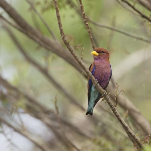 Broad-billed Roller (Eurystomus glaucurus) adult, perched on branch, Gambia, February