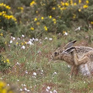 Brown Hare scratching