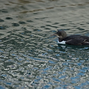 Brunnichs Guillemot (Uria lomvia) adult, non-breeding plumage, vagrant swimming, Isle of Portland, Dorset, England