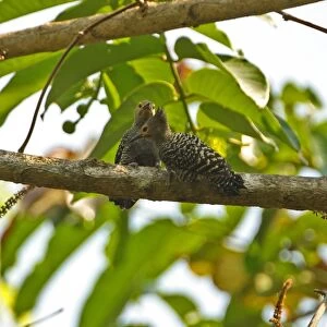 Buff-rumped Woodpecker (Meiglyptes tristis grammithorax) adult pair, clinging to branch, Kaeng Krachan N. P