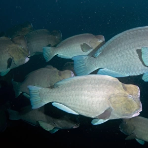 Bumphead Parrotfish (Bolbometopon muricatum) adults, shoal swimming beside shipwreck