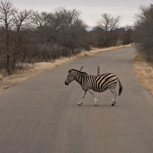 Burchells Zebra crossing a road in Kruger National Park South Africa