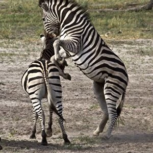 Two Burchells Zebra fighting