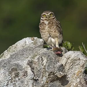 Burrowing Owl (Speotyto cunicularia) adult, feeding on rodent prey, standing on rock, Ilha do Mel, Parana, Brazil