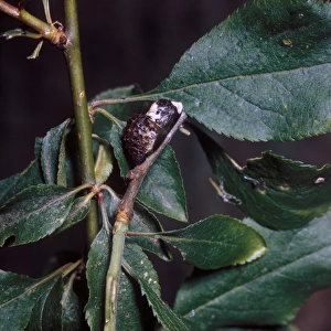 Butterfly - Hairstreak Black (Strymonidia pruni) Pupa on branch among leaves