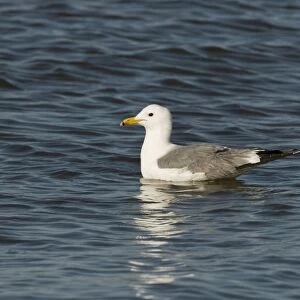 California Gull (Larus californicus) adult, summer plumage, swimming on saline lake, Salton Sea, California, U. S. A. april