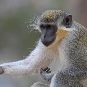 Vervet Monkey