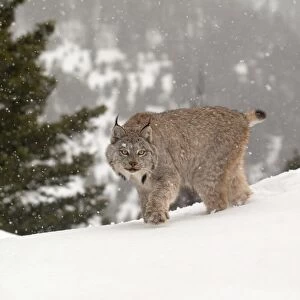 Canadian Lynx (Lynx canadensis) adult, walking in snow during snowfall, Montana, U. S. A. january (captive)