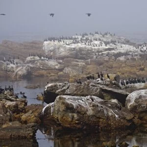 Cape Cormorant (Phalacrocorax capensis) colony, standing on rocks in sea mist, Cape of Good Hope, Cape Peninsula, South Africa