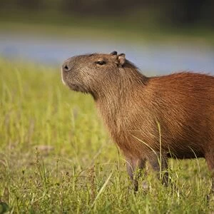 Capybara (Hydrochaerus hydrochaeris) adult, standing in evening sunlight, Pantanal, Mato Grosso, Brazil