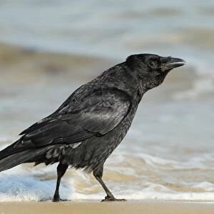 Carrion Crow (Corvus corone) adult, calling, foraging on foreshore, Studland Bay, Dorset, England, march