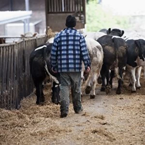 Cattle farming, farmer walking British Blue herd along passage of shed, Northumberland, England, May