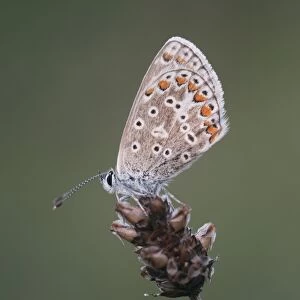 Chalkhill Blue (Lysandra coridon) adult, underside, resting on seedhead, Kent, England, august