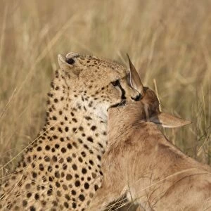 Cheetah (Acinonyx jubatus) adult, killing Topi (Damaliscus lunatus) calf, holding prey by throat, Masai Mara, Kenya